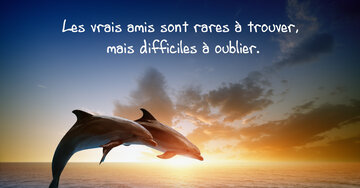Aperçu de la carte : « Les vrais amis sont rares à trouver... »