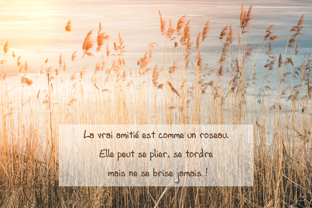 Des roseaux dorés se dressent au premier plan devant un plan d'eau calme, baignés par la lumière chaude d'un soleil couchant.