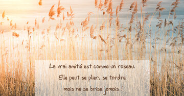 Aperçu de la carte : « La vraie amitié est comme un roseau... elle se plie mais ne se brise jamais. »