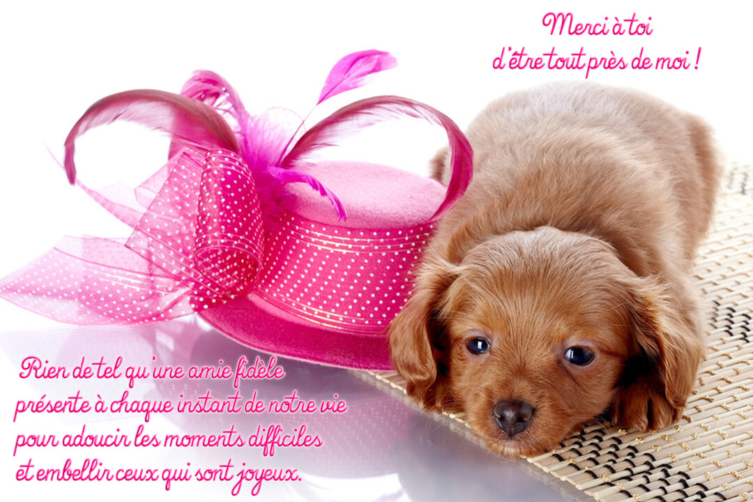 Un petit chiot au pelage brun est allongé sur un tapis en bambou, à côté d'un chapeau rose vif à ruban.