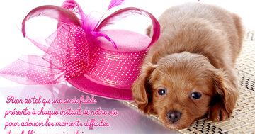 Aperçu de la carte : « Rien de tel qu'une amie fidèle présente à chaque instant pour adoucir les moments... »