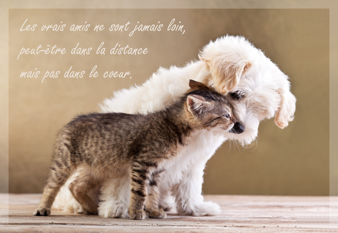 Un petit chiot blanc duveteux repose sa tête avec tendresse sur le dos d'un jeune chaton tigré, sur un sol en bois.