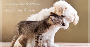 Aperçu de la carte : « Les vrais amis ne sont jamais loin, peut-être dans la distance mais pas dans le coeur... »