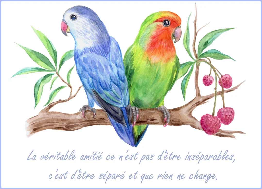Une illustration à l'aquarelle de deux perroquets inséparables, l'un bleu et l'autre vert, perchés côte à côte sur une branche arborée.