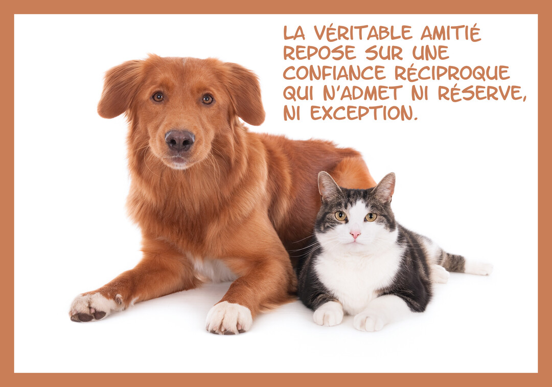 Un chien de type retriever roux et un chat tigré et blanc sont sagement couchés l'un à côté de l'autre sur un fond blanc.