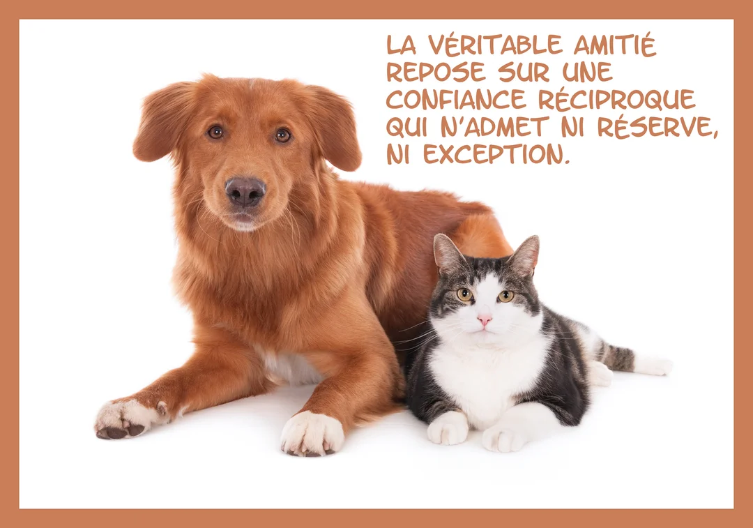 Un chien de type retriever roux et un chat tigré et blanc sont sagement couchés l'un à côté de l'autre sur un fond blanc.