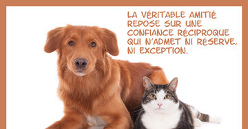 Aperçu de la carte : « La véritable amitié repose sur une confiance réciproque... »