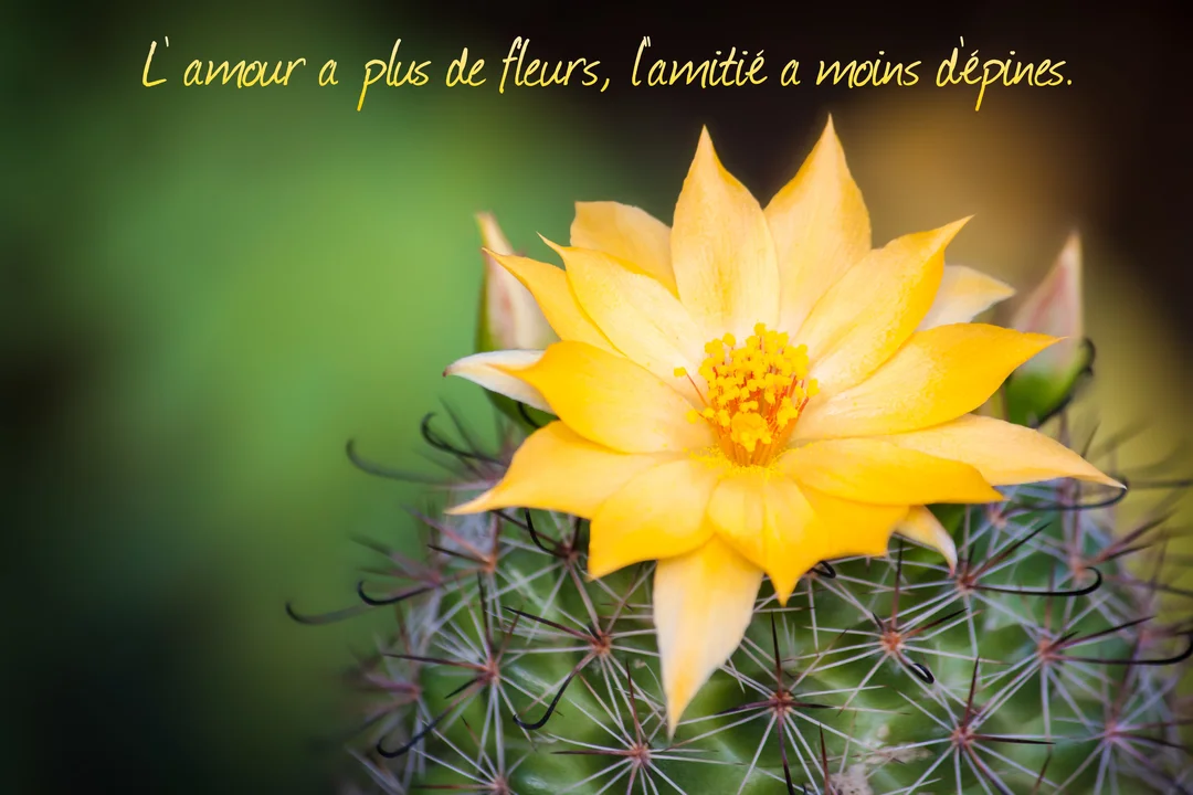En gros plan, une fleur jaune vif s'épanouit au sommet d'un cactus vert couvert d'épines, sur un fond vert flouté.