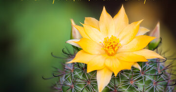 Aperçu de la carte : L' amour a plus de fleurs, l''amitié a moins d'épines.