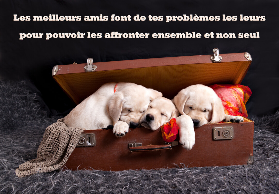 Trois chiots labrador de couleur crème dorment paisiblement, serrés les uns contre les autres à l'intérieur d'une vieille valise marron ouverte.