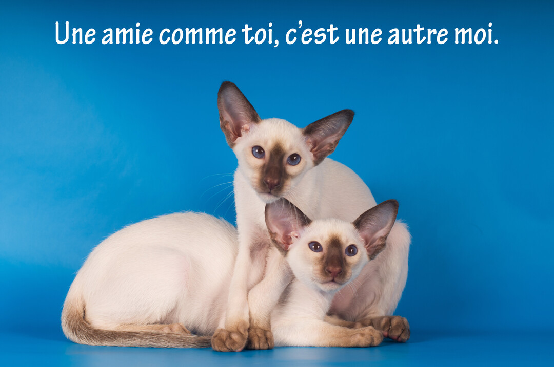 Deux chatons siamois aux yeux bleus posent blottis l'un contre l'autre sur un fond uni d'un bleu vif et lumineux.