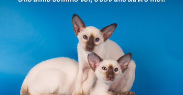 Aperçu de la carte : Une amie comme toi, c'est une autre moi.