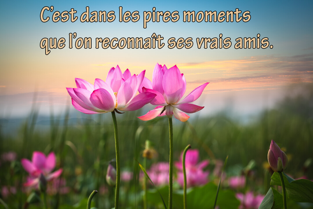 Deux fleurs de lotus roses se dressent au premier plan dans un champ verdoyant, sous un ciel de crépuscule aux teintes orangées et bleues.