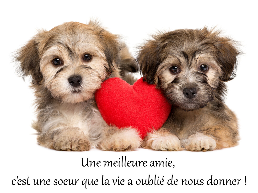 Cette jolie carte présente deux chiots duveteux, marron et beige, tenant un cœur rouge entre eux sur un fond blanc uni.