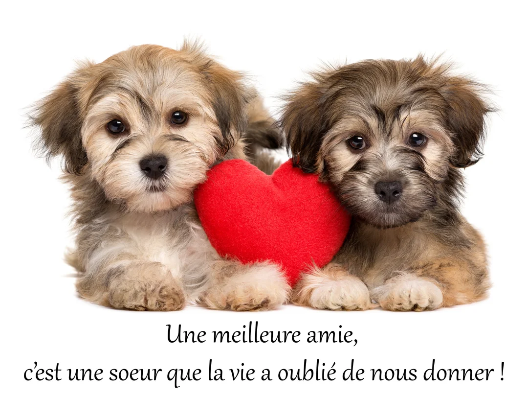 Cette jolie carte présente deux chiots duveteux, marron et beige, tenant un cœur rouge entre eux sur un fond blanc uni.