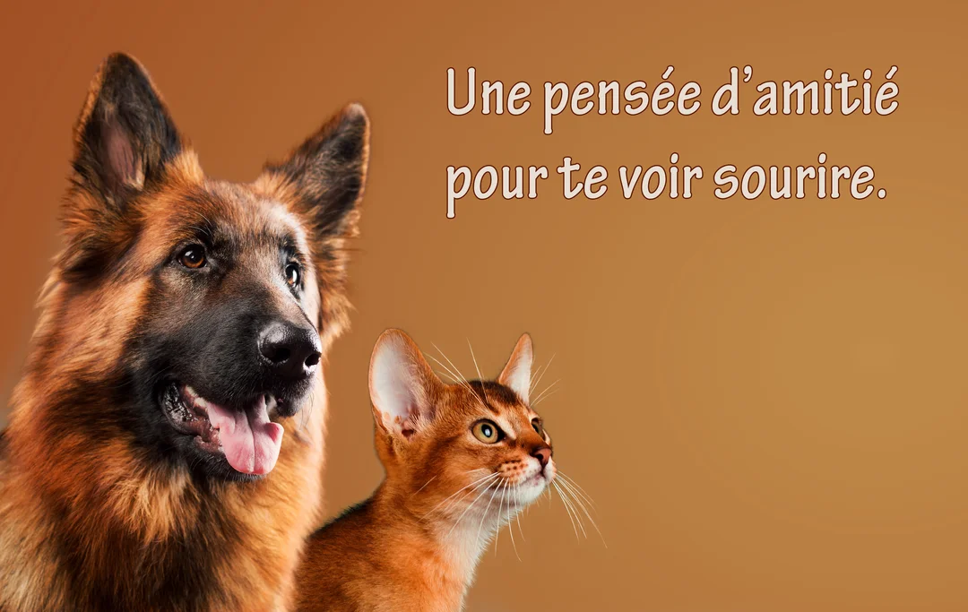 Un berger allemand au pelage fauve et noir et un petit chat roux de type abyssin posent ensemble sur un fond uni marron.