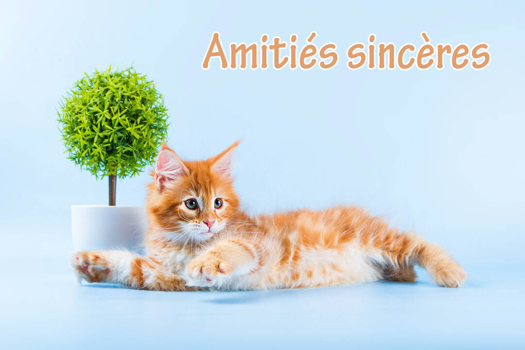 Un adorable chaton roux à poil long est nonchalamment allongé sur un fond bleu clair, à côté d'un petit arbre en pot.