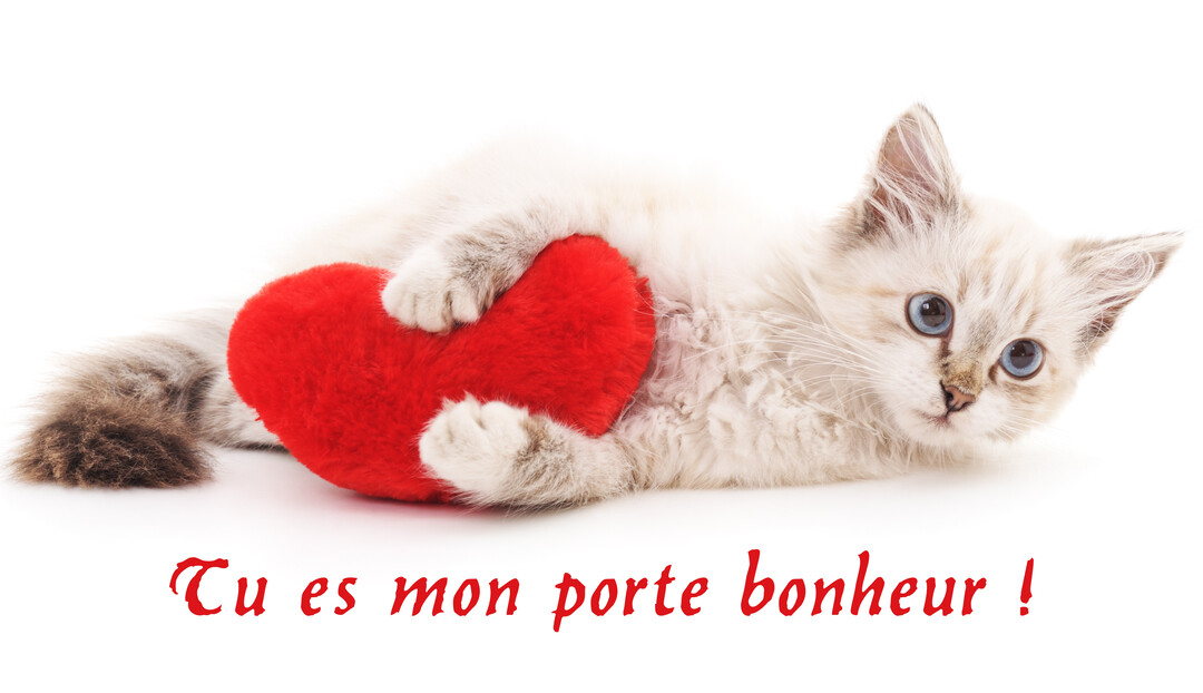 Un petit chaton de couleur claire avec des yeux bleus est allongé sur un fond blanc, enlaçant un cœur rouge en peluche.