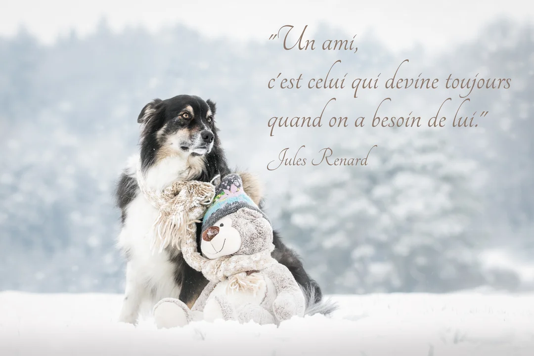 Un chien de berger noir et blanc, portant une écharpe, est assis dans la neige et enlace tendrement un ours en peluche.
