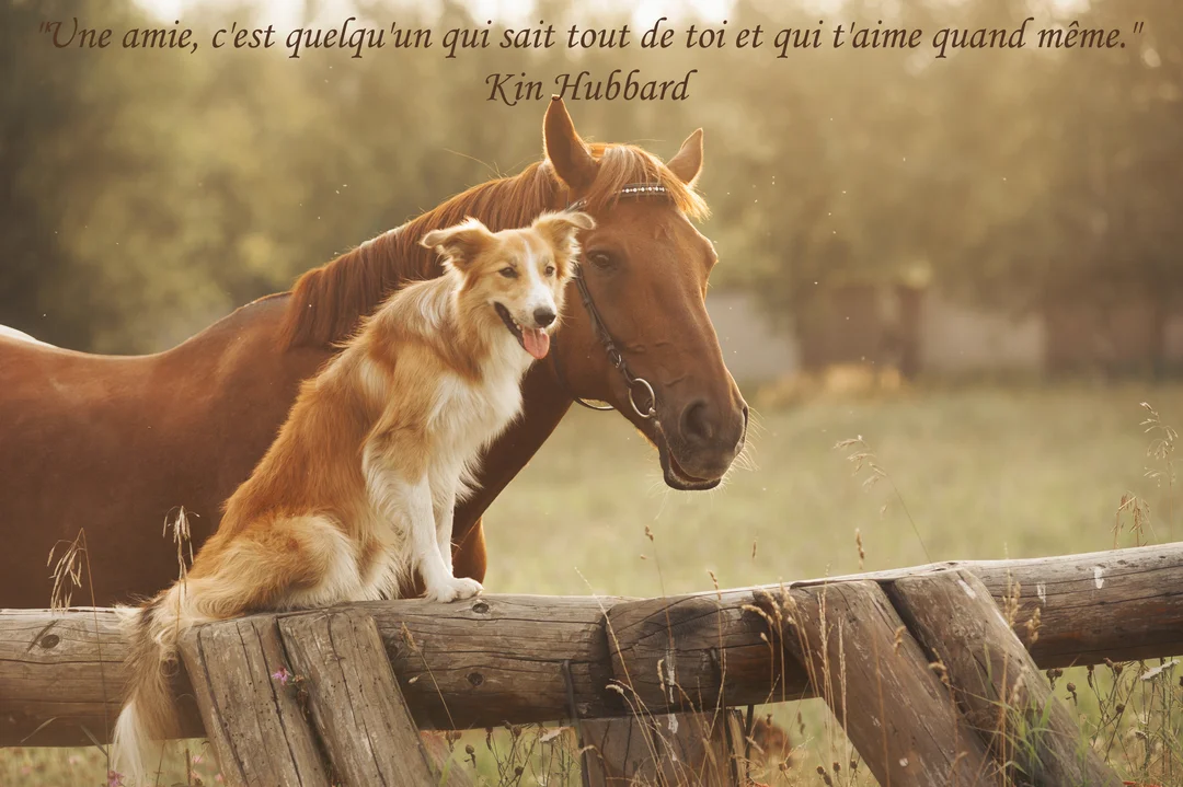 Un chien de berger roux et blanc est assis sur une clôture en bois, à côté de la tête d'un cheval marron, dans un champ au crépuscule.