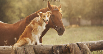 Aperçu de la carte : « Une amie, c'est quelqu'un qui sait tout de toi, et qui t'aime quand même... »