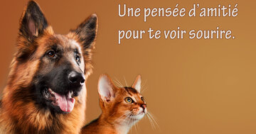 Aperçu de la carte : « Ton amitié a toujours signifié : rire, partage et complicité... »