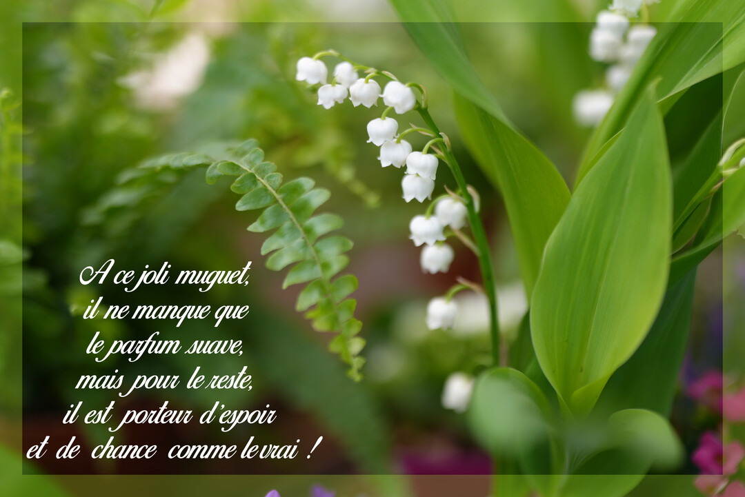 Une photographie en gros plan de brins de muguet aux clochettes blanches, entourés de larges feuilles vertes et d'une fougère délicate sur un fond naturel.