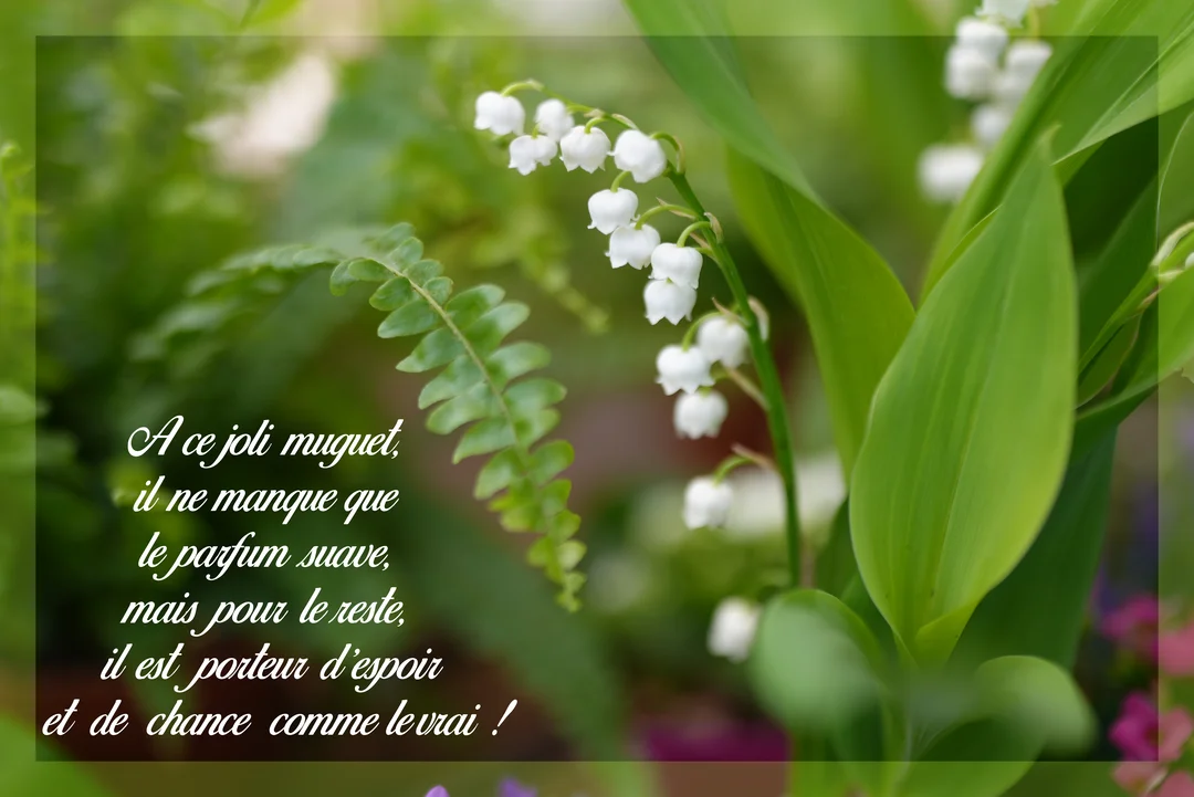 Une photographie en gros plan de brins de muguet aux clochettes blanches, entourés de larges feuilles vertes et d'une fougère délicate sur un fond naturel.