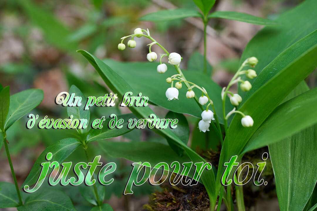 Une photographie en gros plan montre des brins de muguet avec leurs clochettes blanches au milieu d'un feuillage vert luxuriant en forĂȘt.
