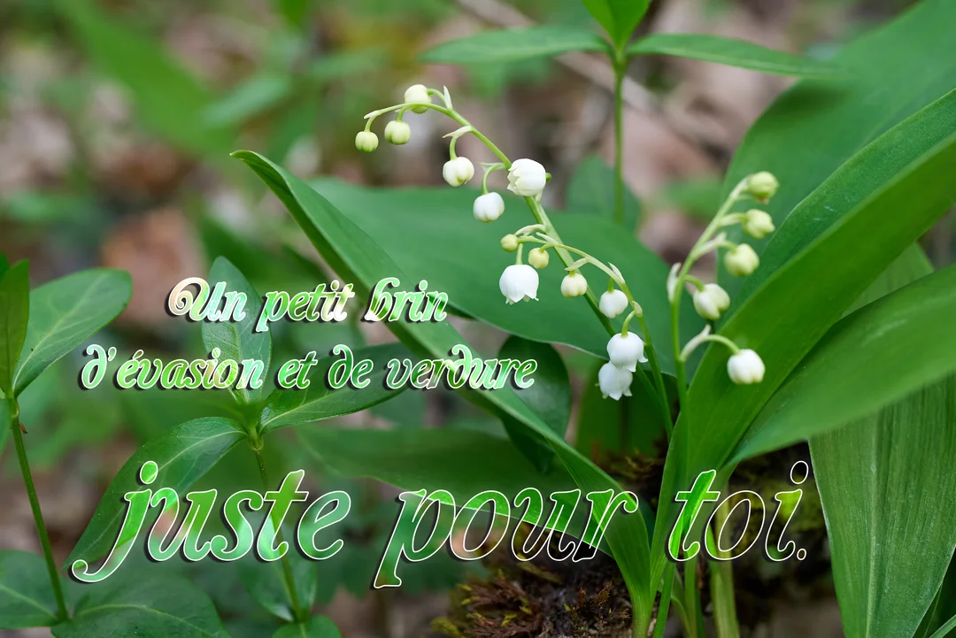 Une photographie en gros plan montre des brins de muguet avec leurs clochettes blanches au milieu d'un feuillage vert luxuriant en forêt.