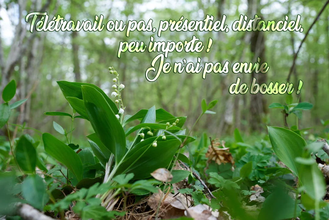 Une photographie d'un brin de muguet en fleurs dans un sous-bois, accompagnée d'un texte humoristique sur l'envie de ne pas travailler.