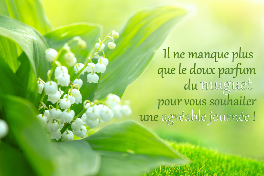Gros plan sur des brins de muguet aux clochettes blanches, sur un fond verdoyant et ensoleillé, avec un message de vœux.