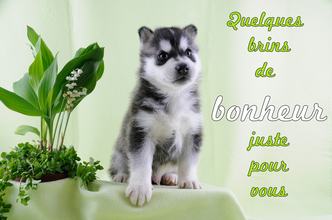 Un jeune chiot husky duveteux, noir et blanc, est assis à cÎté d'un pot de muguet en fleurs sur un fond vert pastel.