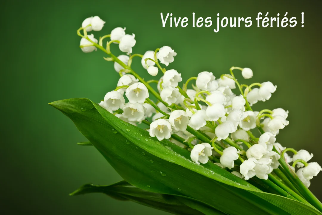 Un bouquet de muguet avec ses clochettes blanches et ses feuilles vertes est photographié en gros plan sur un fond vert dégradé.