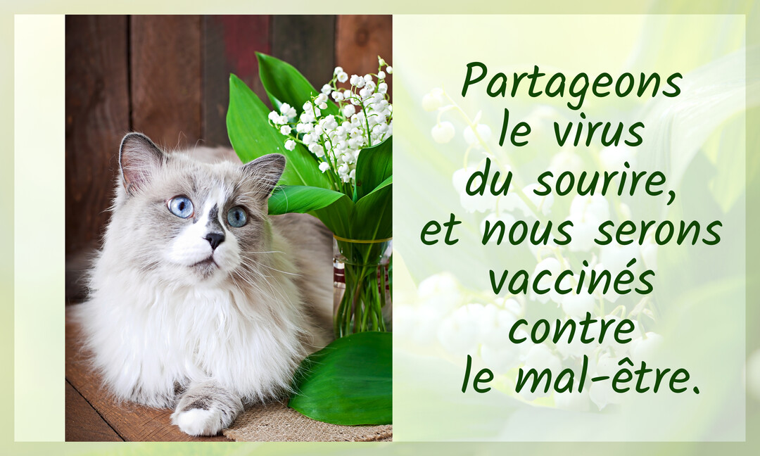 Un chat de race Ragdoll aux yeux bleus est allongé prÚs d'un vase de muguet, sur un fond en bois, à cÎté d'un message positif.