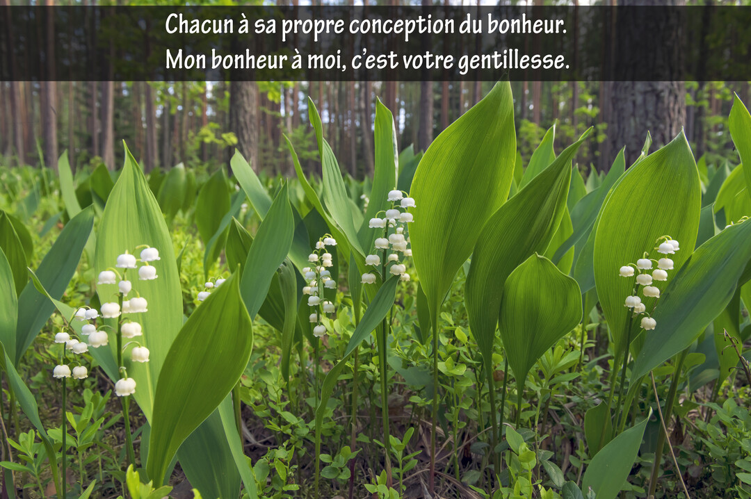 Des brins de muguet avec leurs clochettes blanches et leurs grandes feuilles vertes poussent dans un sous-bois ensoleillé, avec un texte superposé.