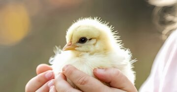 Aperçu de la carte : La tendresse de pâques