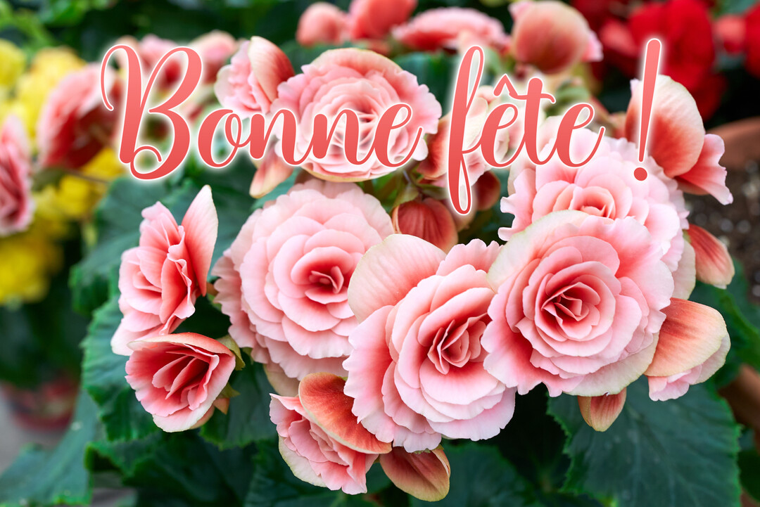 Gros plan sur un bouquet de bégonias roses luxuriants, sur lequel est superposé le message 'Bonne fête !' en rose cursif.