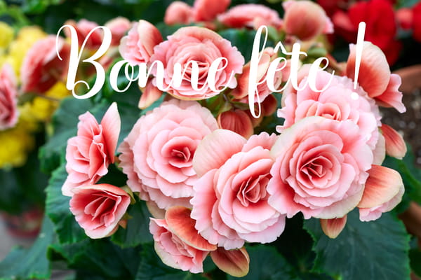 Carte de Fête des Mères avec un bouquet de bégonias roses et le texte 'Bonne fête !' en écriture cursive.