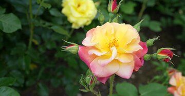 Aperçu de la carte : « Une pensée, quelques fleurs... tout simplement... »...