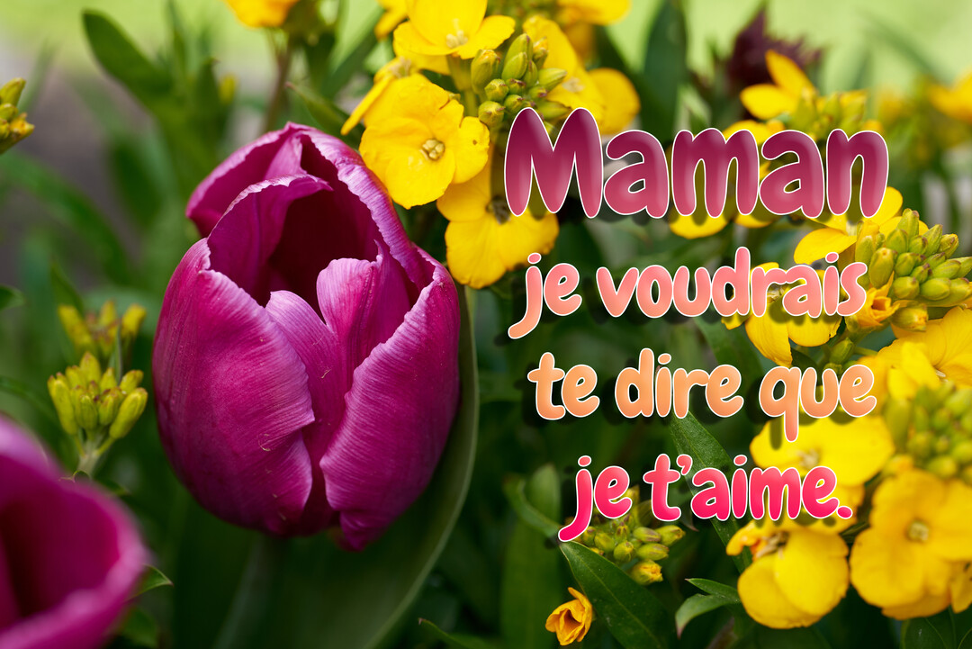 Gros plan sur un bouquet printanier avec une tulipe magenta et des fleurs jaunes, sur lequel est inscrit le message affectueux 'Maman je t'aime'.
