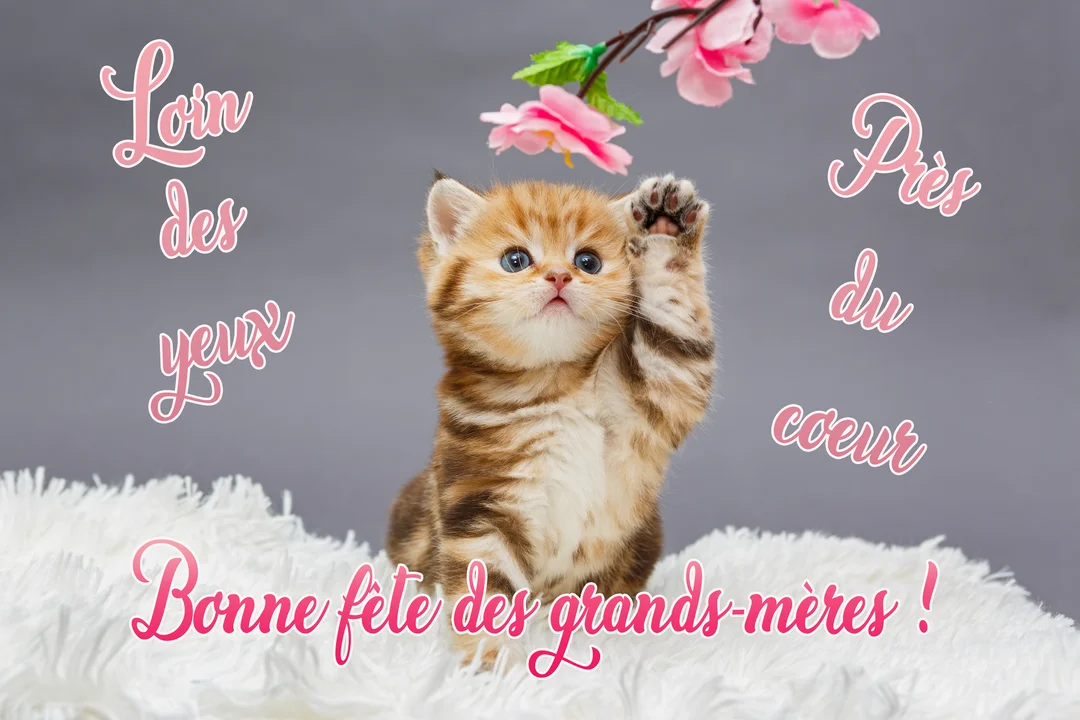 Un adorable chaton tabby aux yeux bleus est assis sur une fourrure blanche, levant une patte vers une branche de fleurs roses.