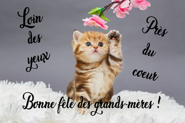Carte pour la Fête des Grands-mères avec un chaton tabby levant la patte vers des fleurs et le texte 'Loin des yeux près du coeur'.