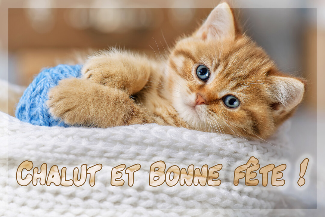 Un jeune chaton roux aux yeux bleus est couché sur une couverture blanche tricotée, serrant une pelote de laine bleue dans ses pattes.