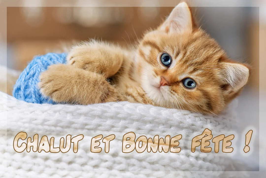 Un jeune chaton roux aux yeux bleus est couché sur une couverture blanche tricotée, serrant une pelote de laine bleue dans ses pattes.