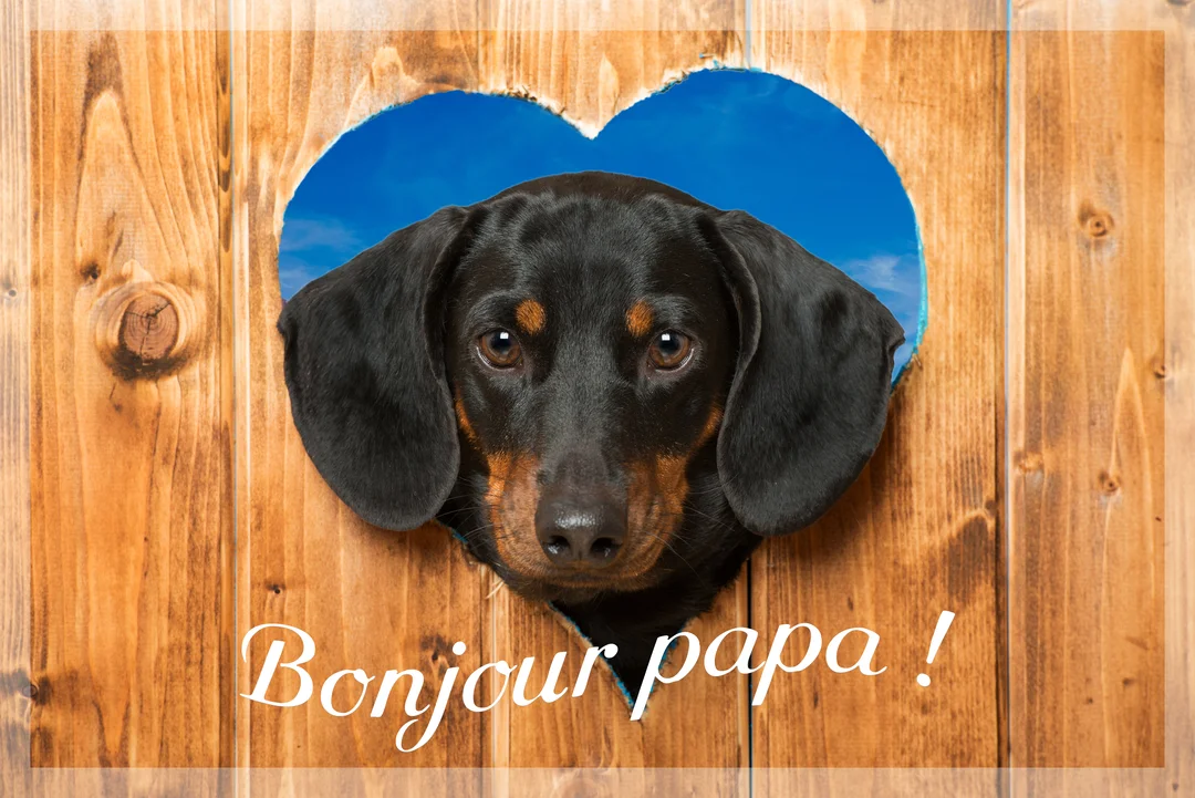 Un adorable chien teckel noir et feu regarde l'objectif en passant sa tête à travers un trou en forme de cœur dans une palissade en bois.