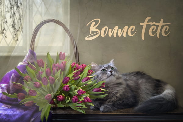 Carte de Fête des Grands-mères montrant un chat gris à poil long couché à côté d'un panier rempli de tulipes violettes.