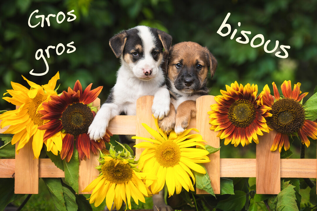 Deux chiots, l'un noir et blanc, l'autre marron, posent leurs pattes sur une barrière en bois décorée de tournesols jaunes et rouges.