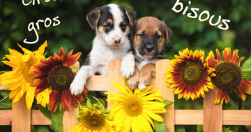 Aperçu de la carte : Gros gros bisous