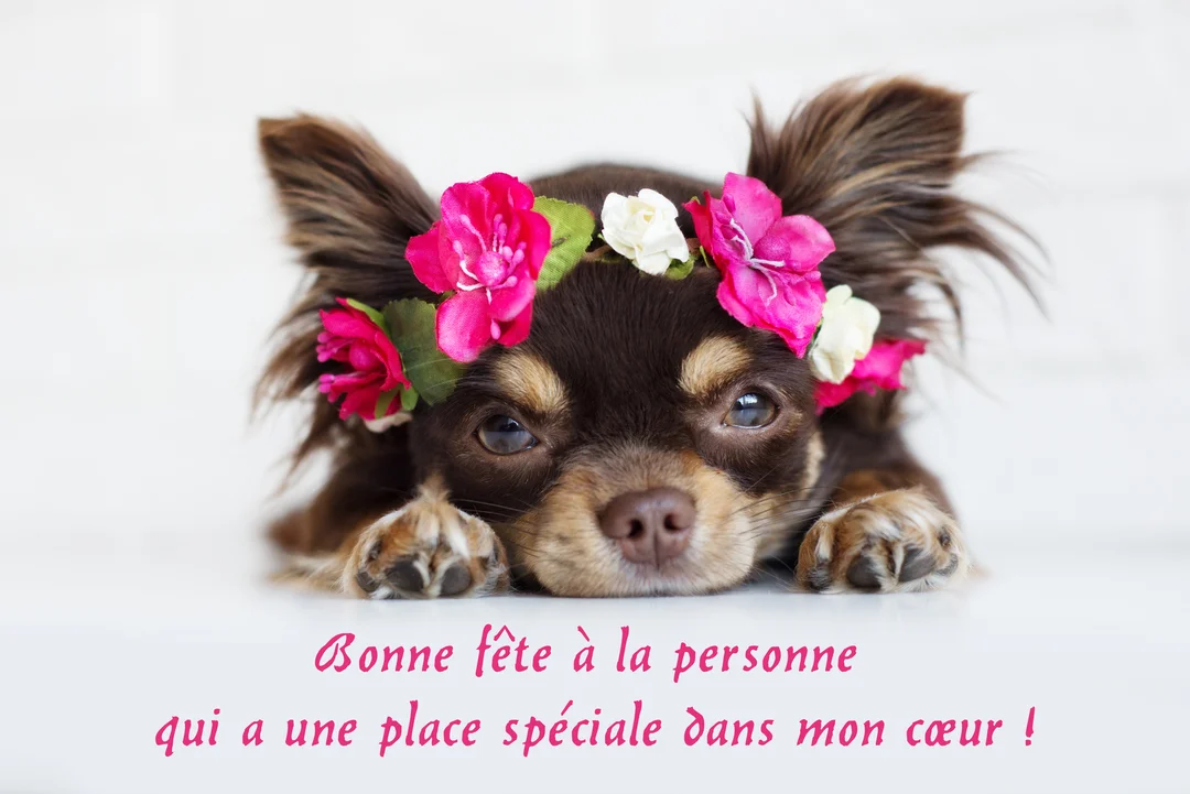 Gros plan sur un chihuahua à poil long brun, couché de face, portant une couronne de fleurs roses et blanches sur la tête.